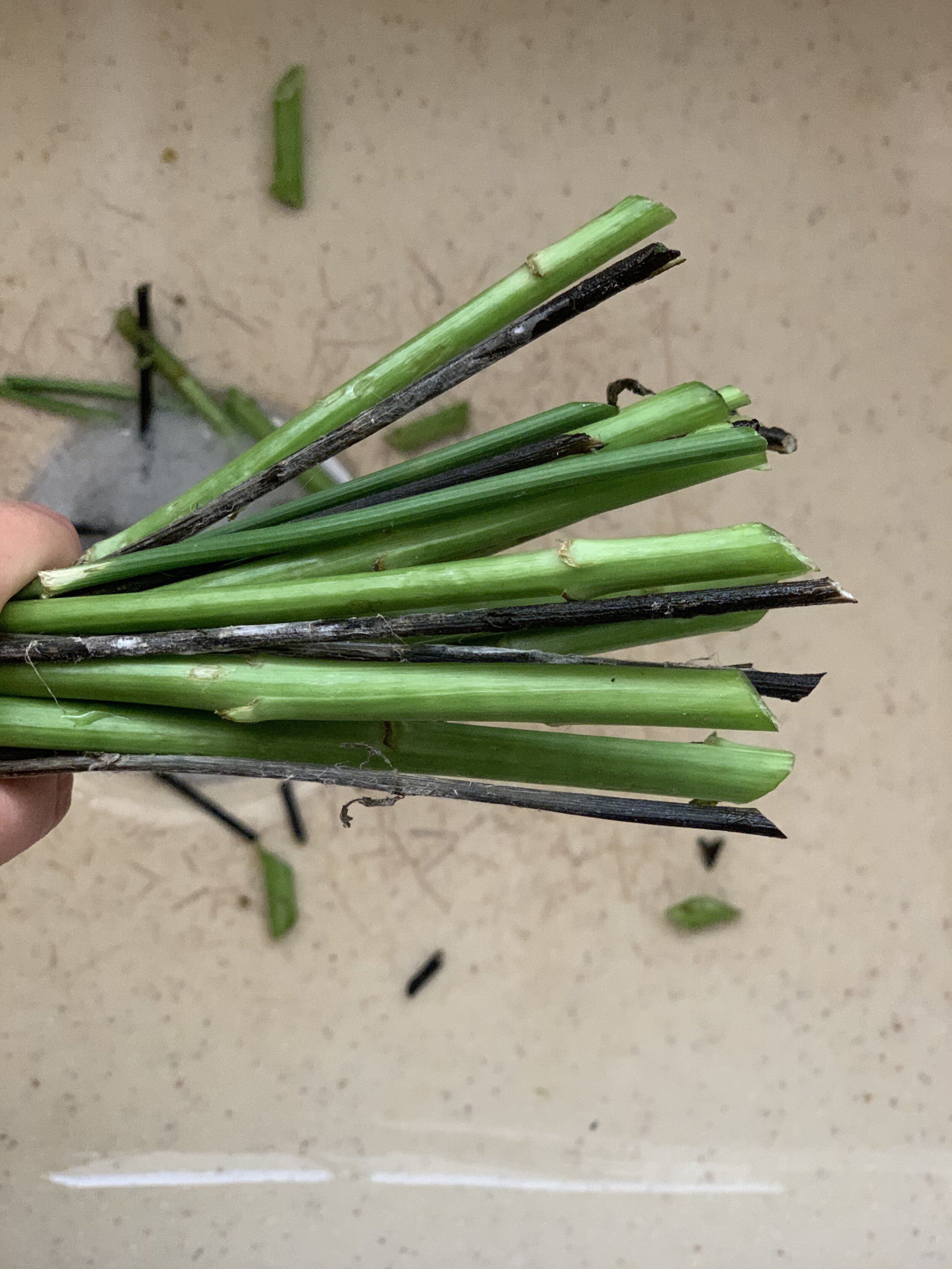 Freshly Trimmed Stems