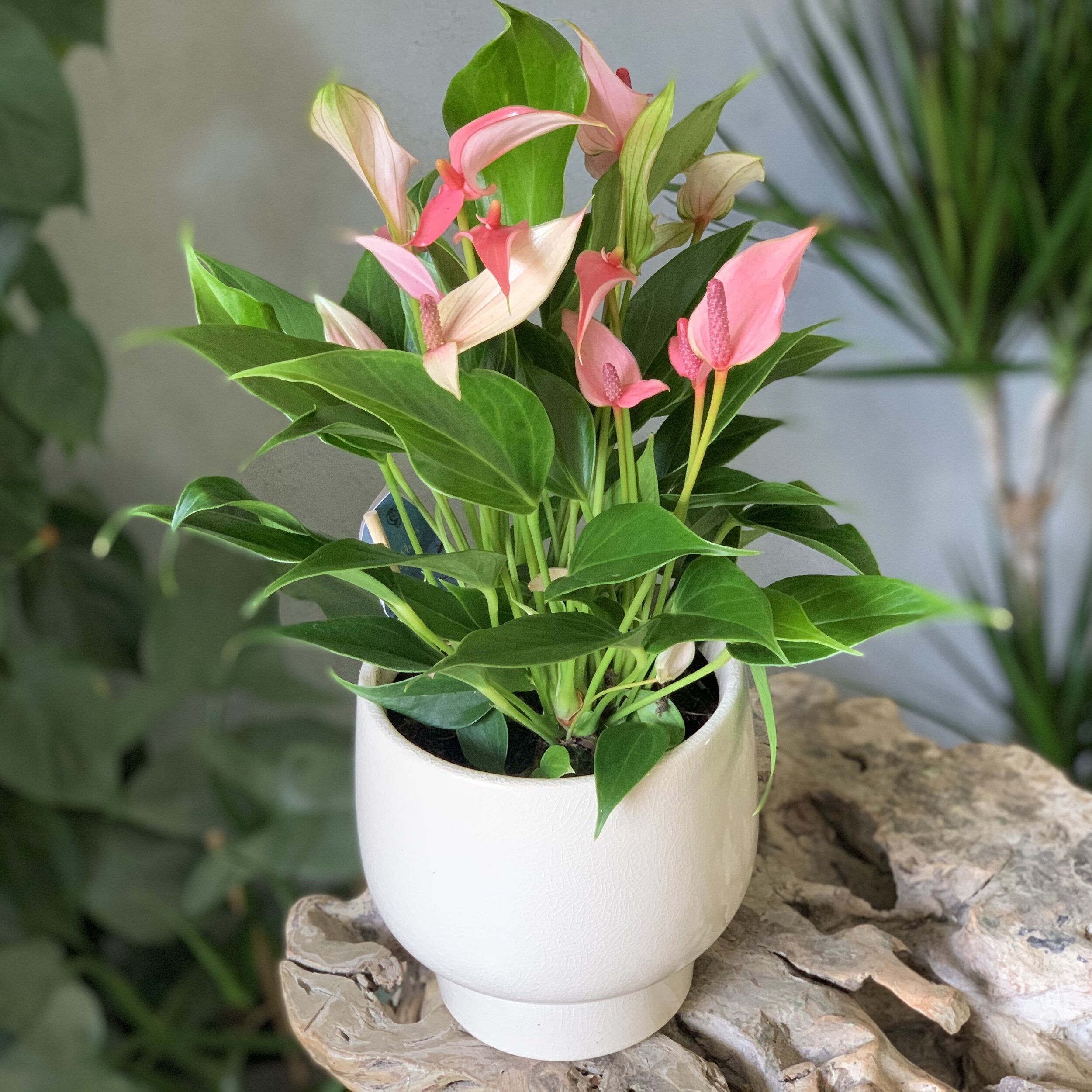 Anthurium Flowering - All Colours &amp; Varieties