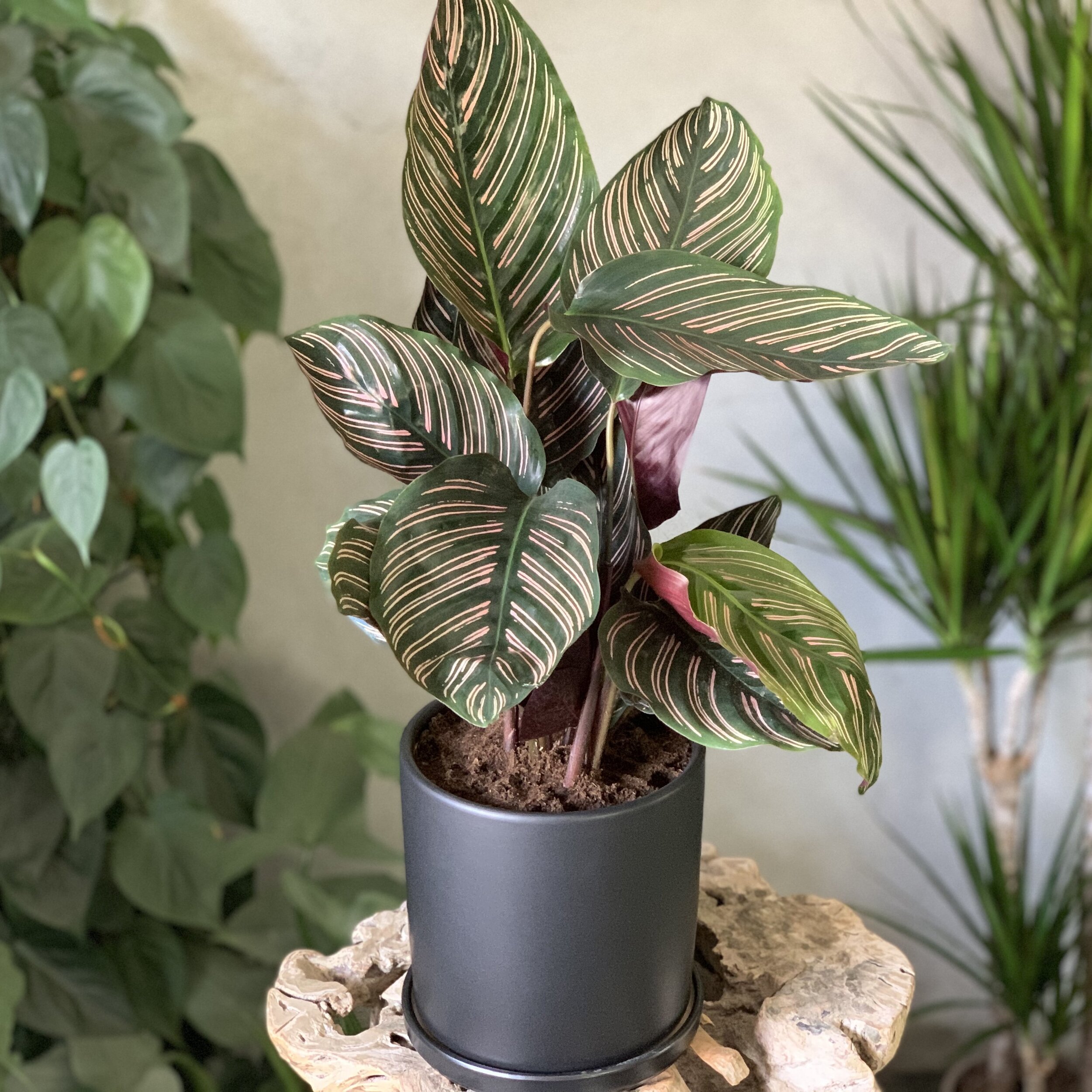 Calathea Sanderiana