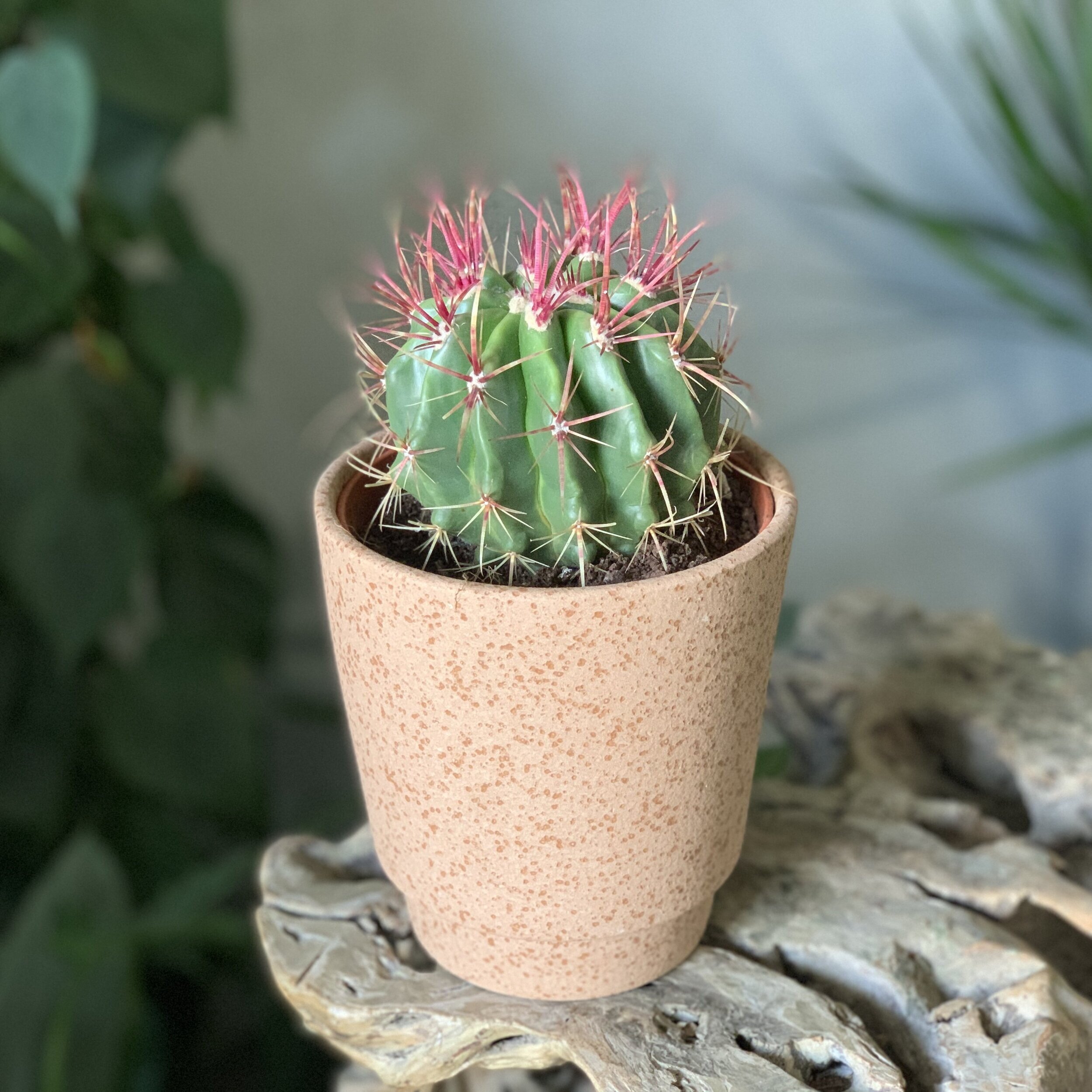 Cactus (Various Types)