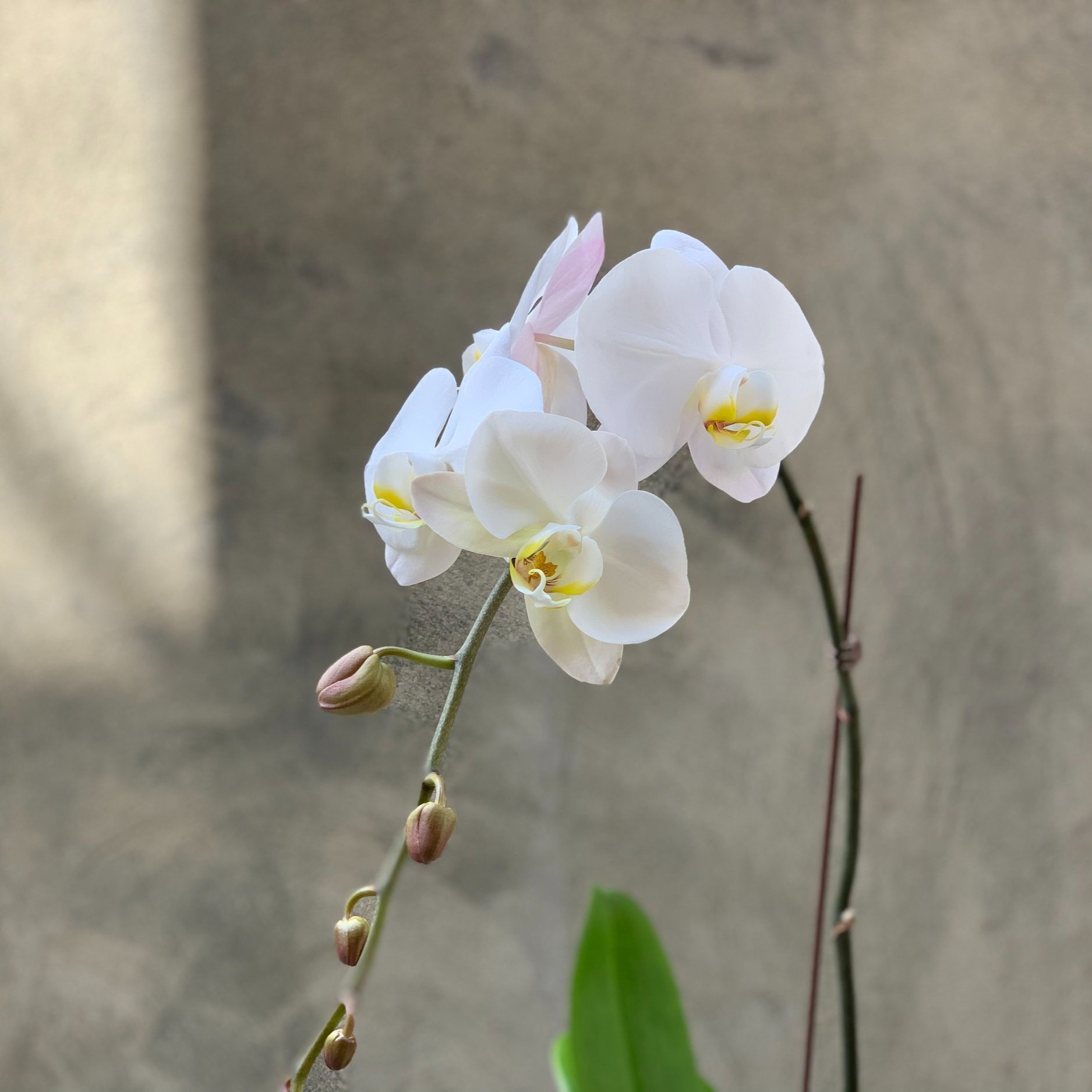 Item: White Orchid