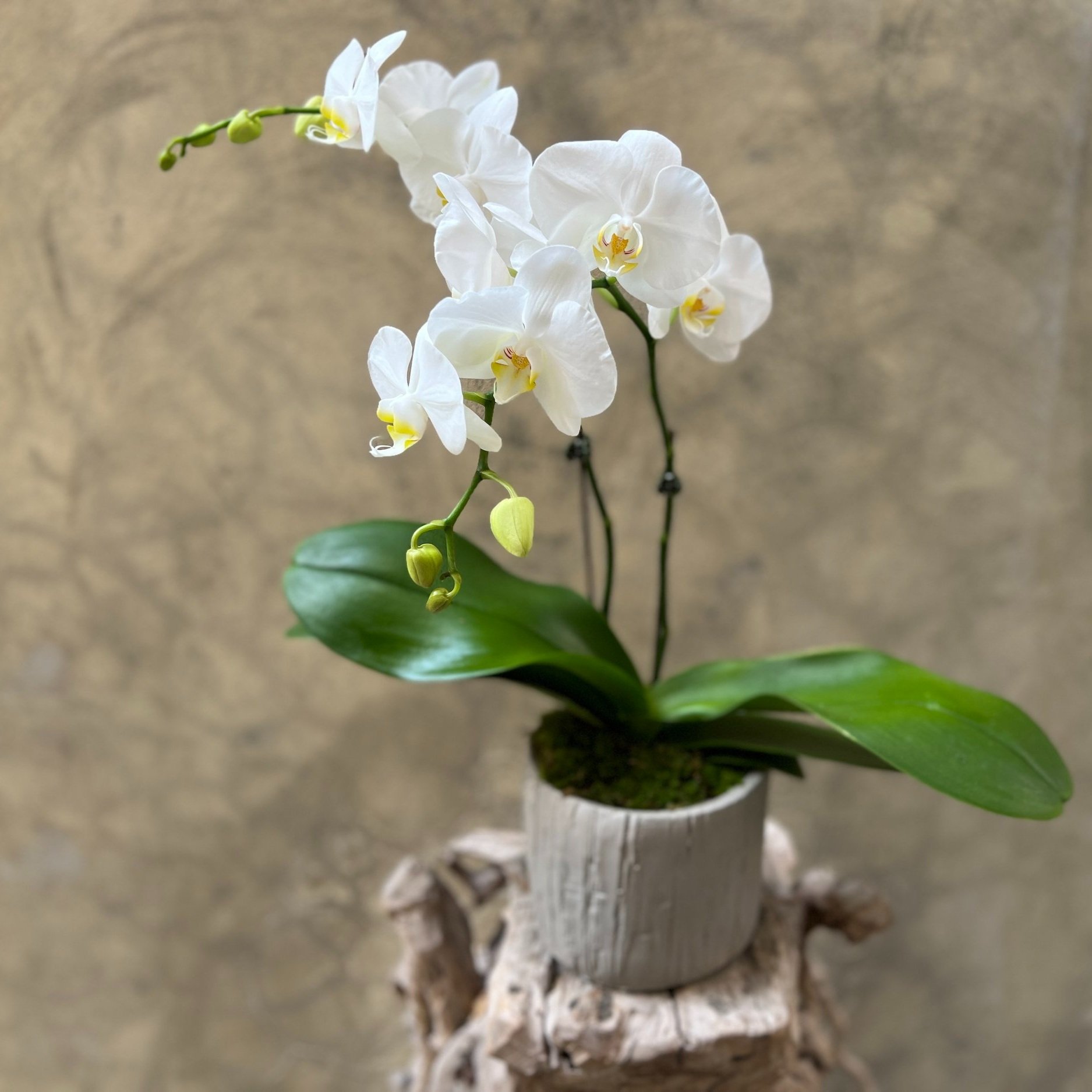 Orchid - Palaenopsis