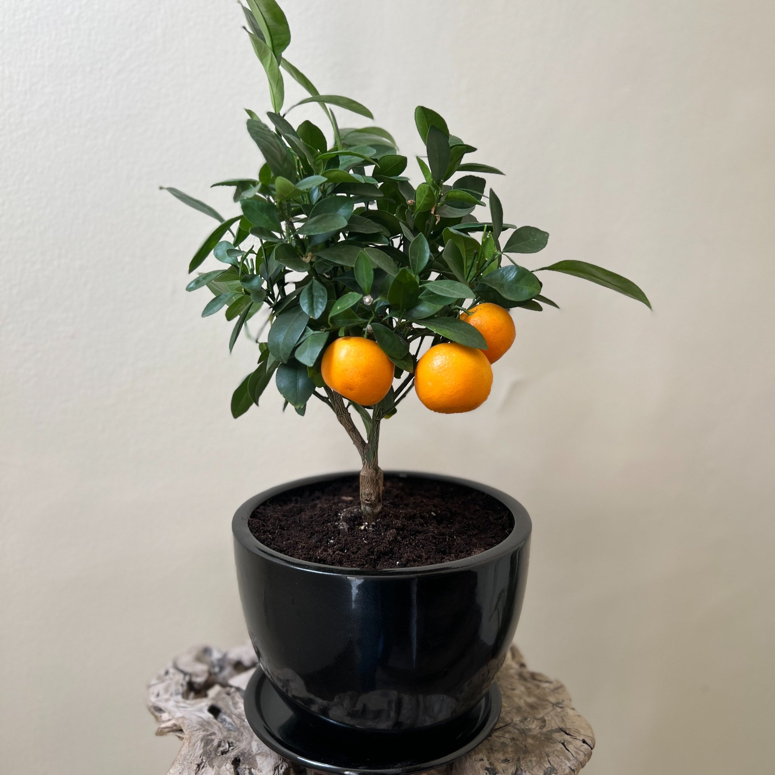 Citrus - All Varieties