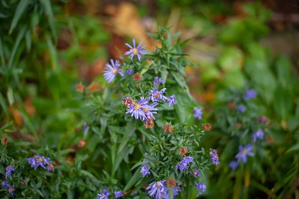 gardennov (5 of 12).jpg