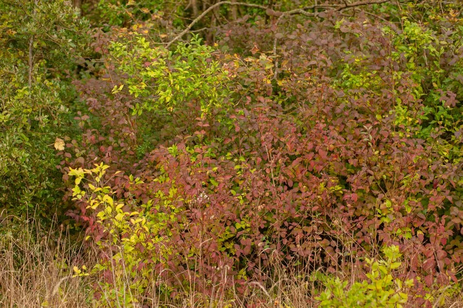 CissburyRing (7 of 63).jpg