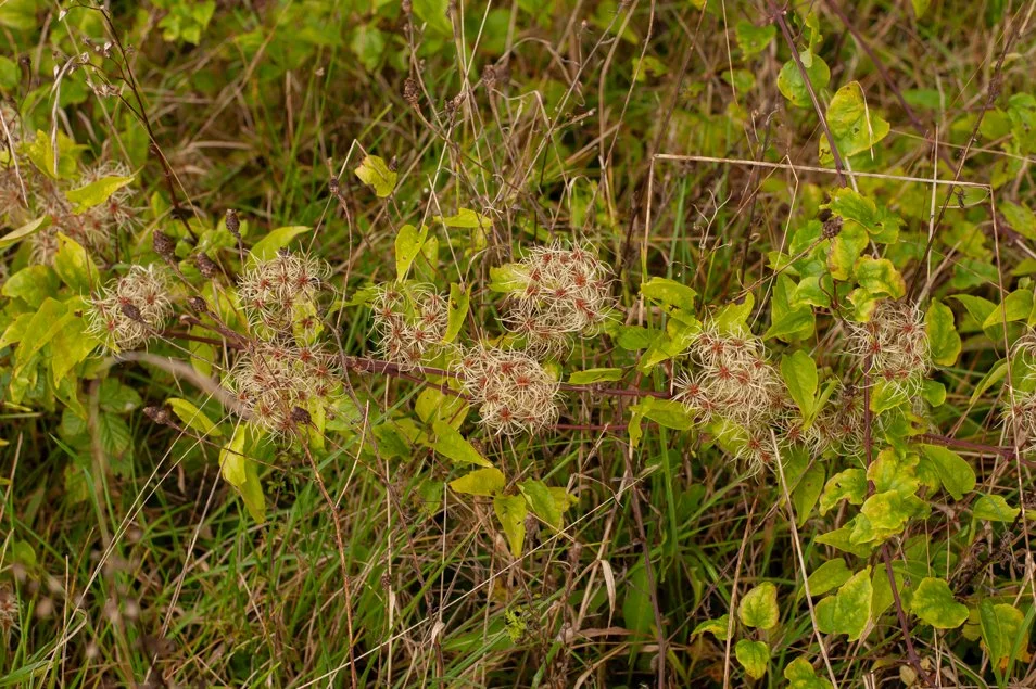 CissburyRing (9 of 63).jpg