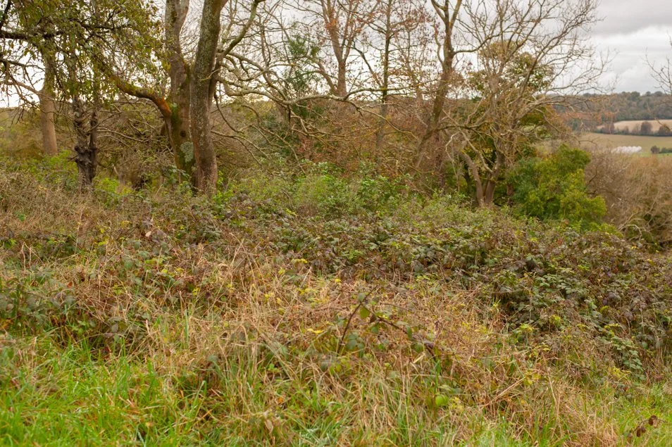 CissburyRing (17 of 63).jpg