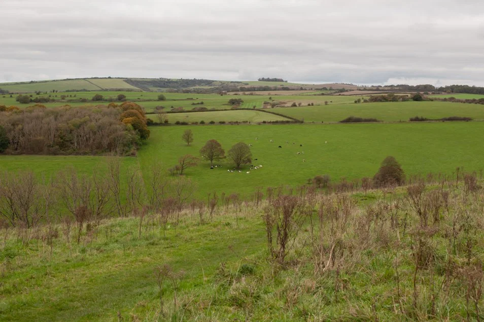 CissburyRing (19 of 63).jpg