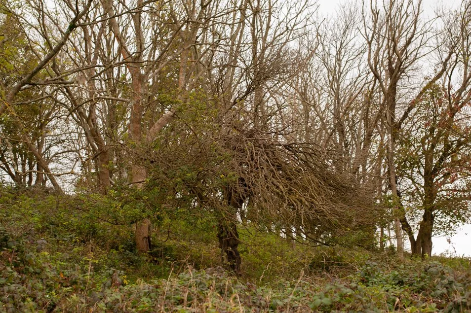 CissburyRing (54 of 63).jpg