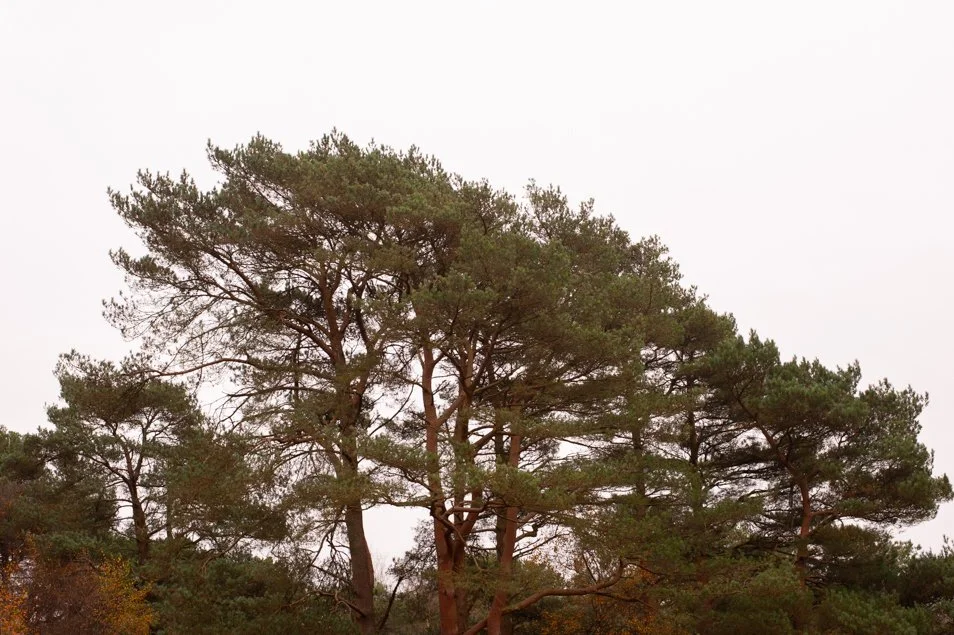 hindhead (60 of 70).jpg