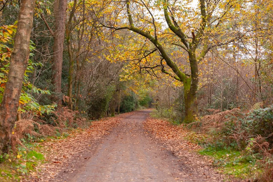 hindhead (63 of 70).jpg