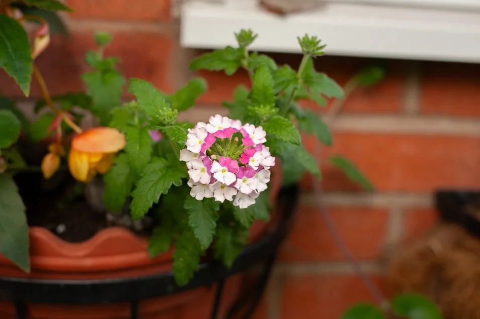 Gardenjune (3 of 29).jpg