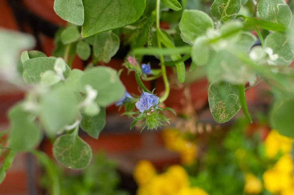 Gardenjune (4 of 29).jpg