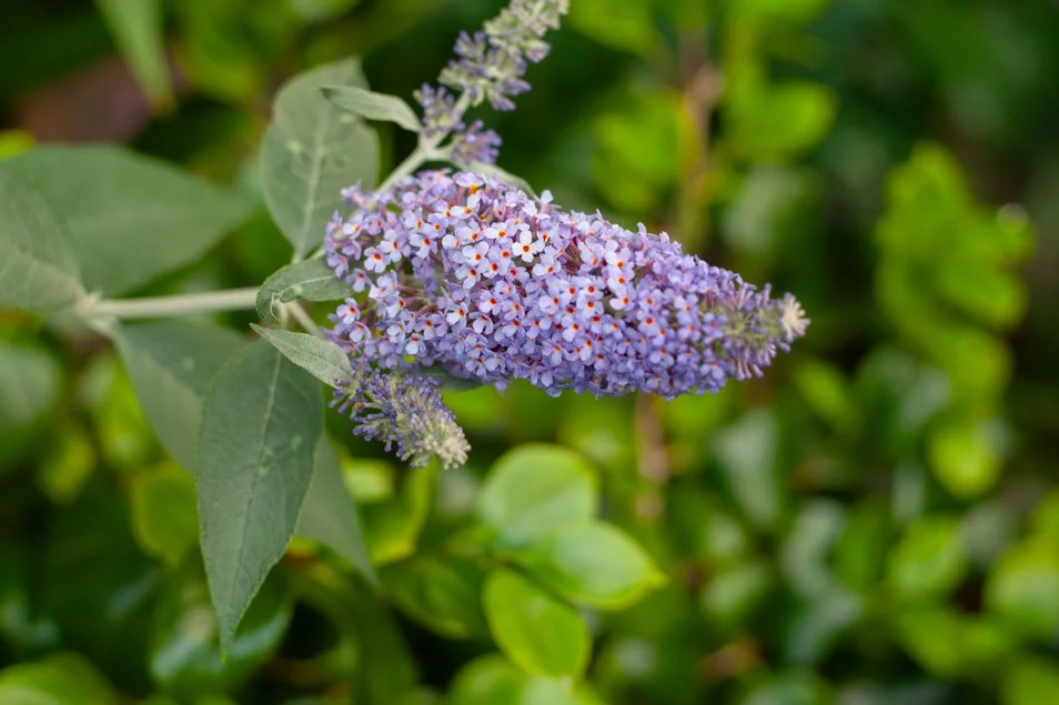 Gardenjune (9 of 29).jpg