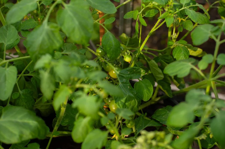 Gardenjune (20 of 29).jpg