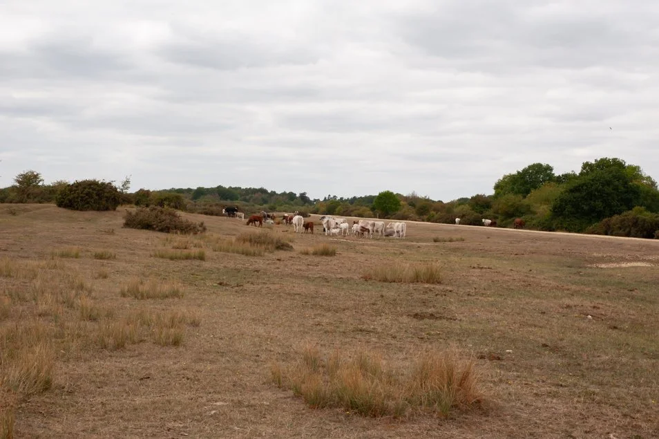 greenhamcommon (35 of 96).jpg