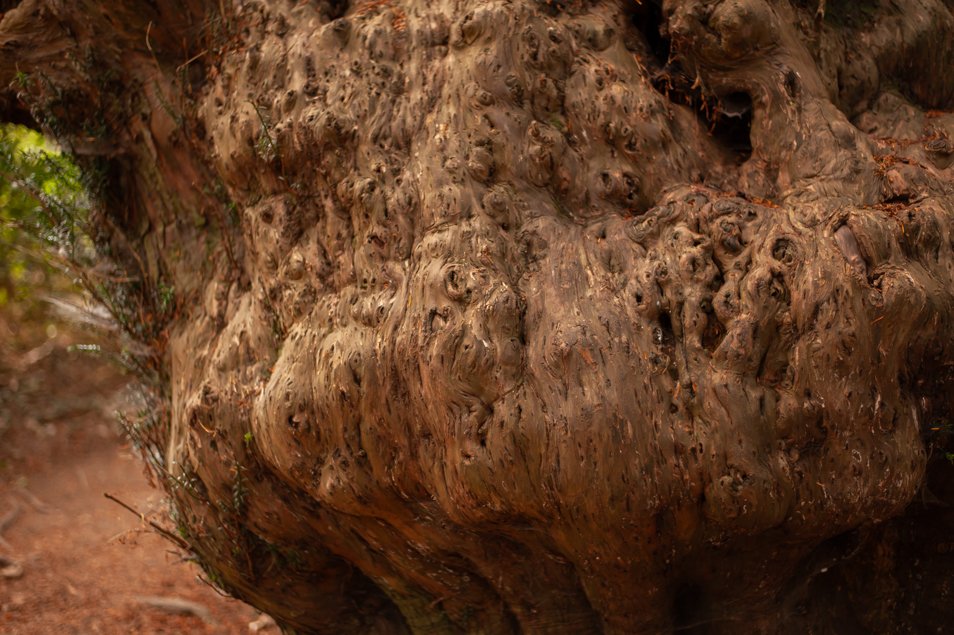 kingleyvale (42 of 90).jpg