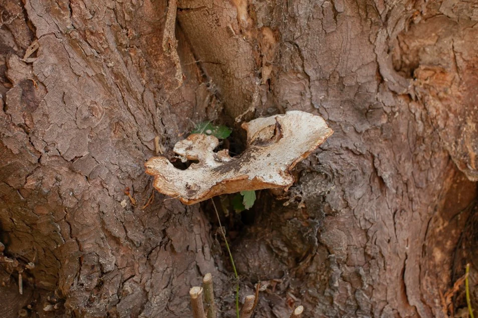 portchestercastle (33 of 45).jpg