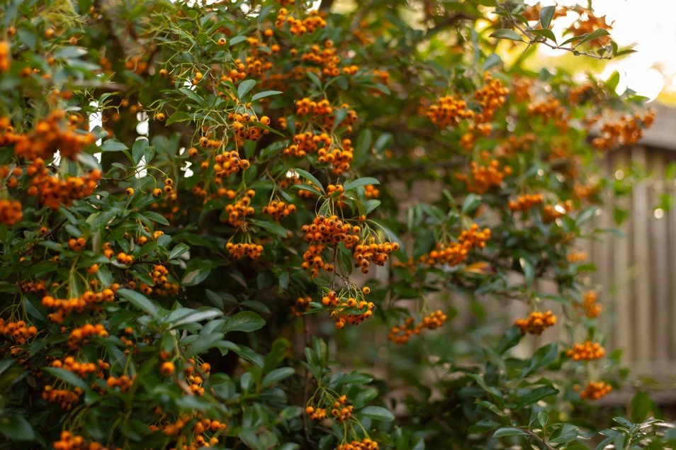 garden (7 of 48).jpg