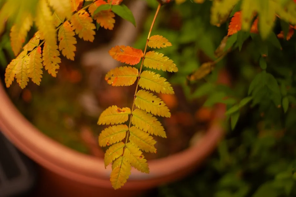 garden (29 of 48).jpg