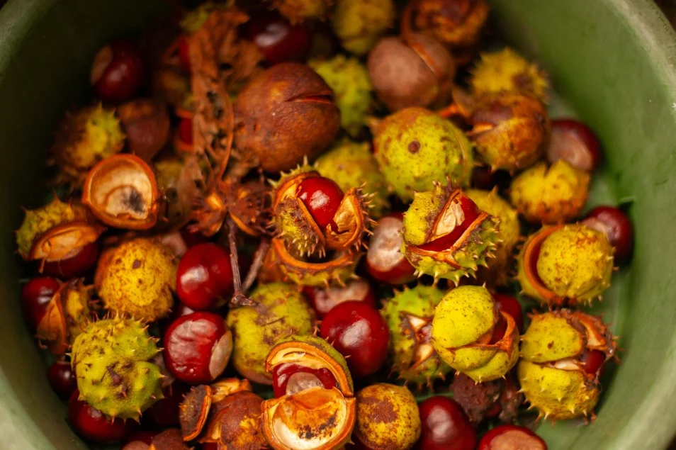 garden (28 of 48).jpg