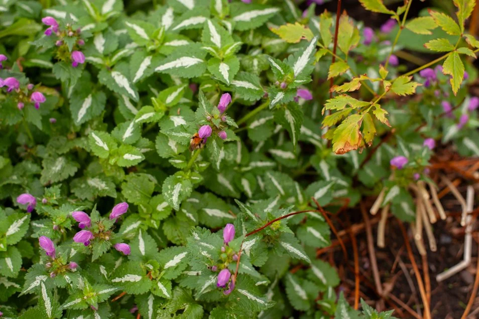 garden (44 of 48).jpg