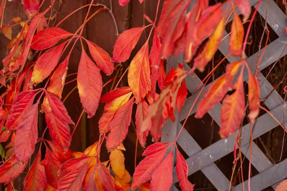 garden (47 of 48).jpg