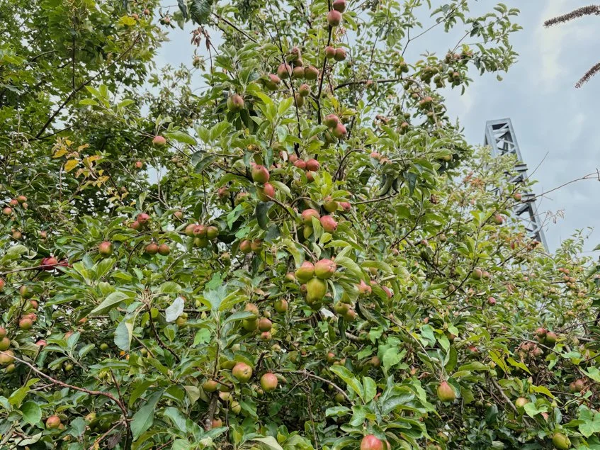 Botanical- The Embankment Apple Tree. 