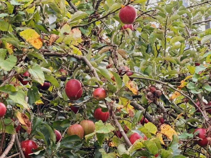 apples (7 of 11).jpg