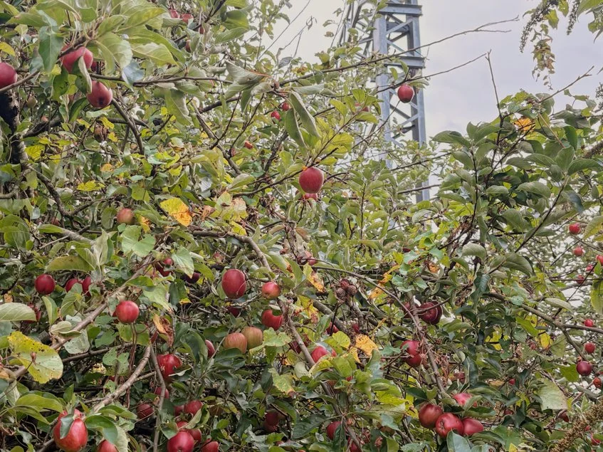 apples (6 of 11).jpg