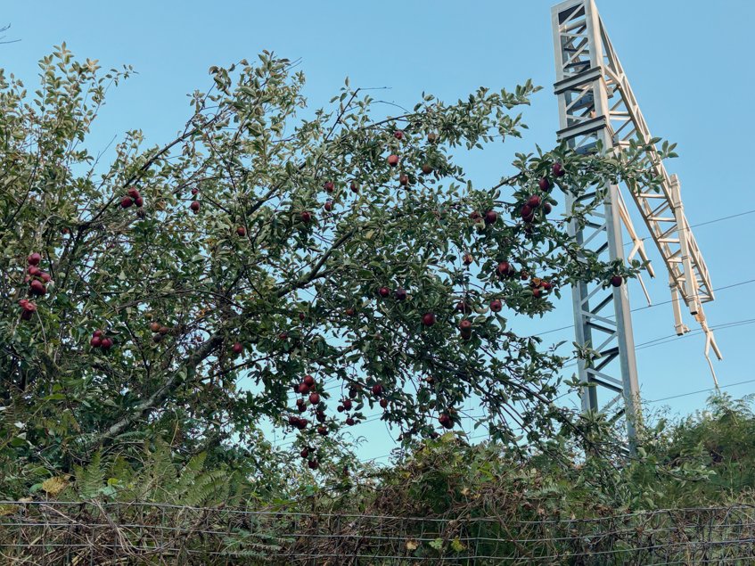 apples (9 of 11).jpg