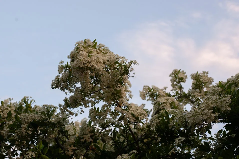 Botanical, Garden, May.