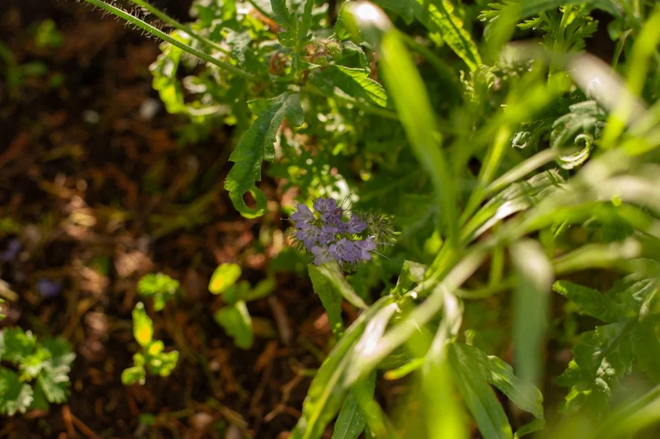 gardenjune-6369.jpg