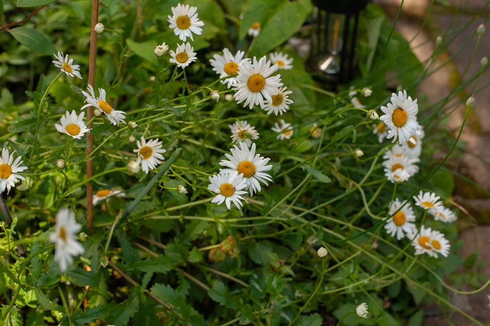 gardenjune-6373.jpg