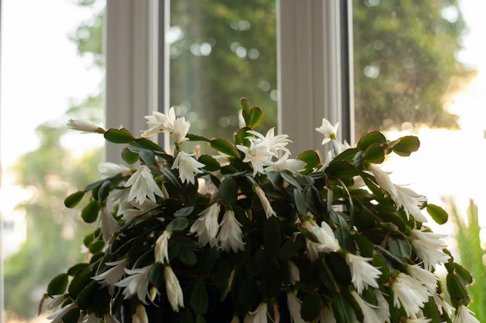 gardenjune-6385.jpg