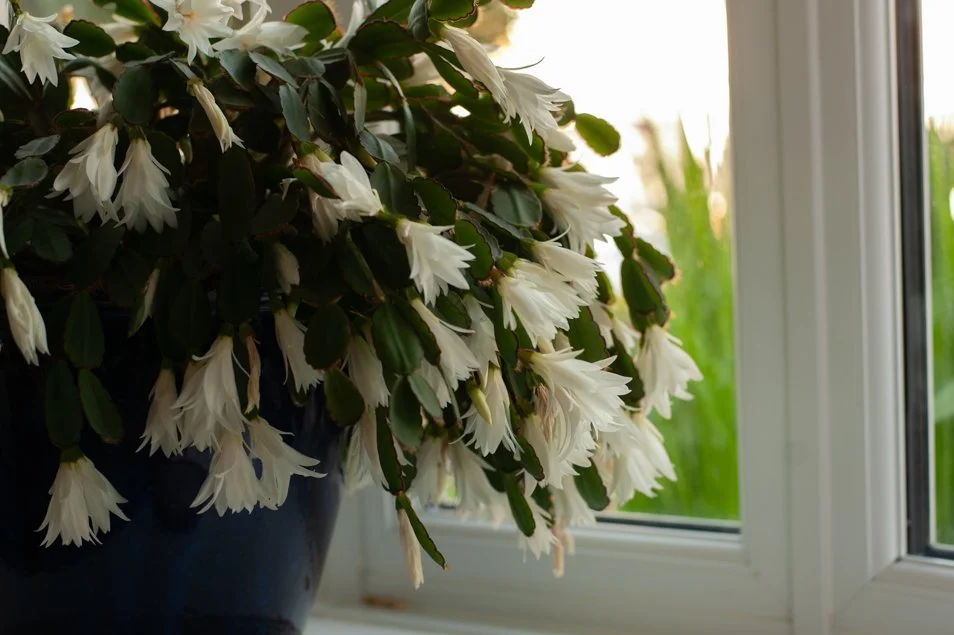gardenjune-6386.jpg