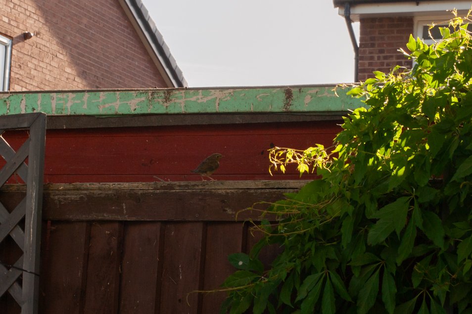 gardenjune-6360.jpg