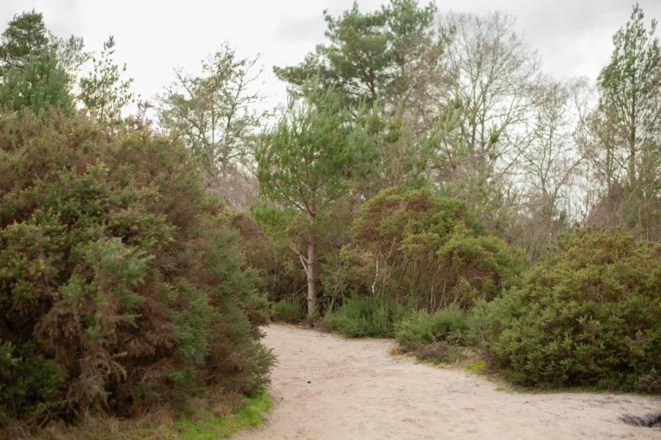 frensham-6260.jpg