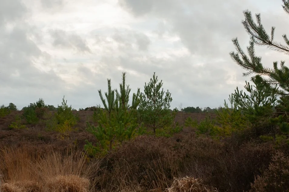 frensham-6261.jpg