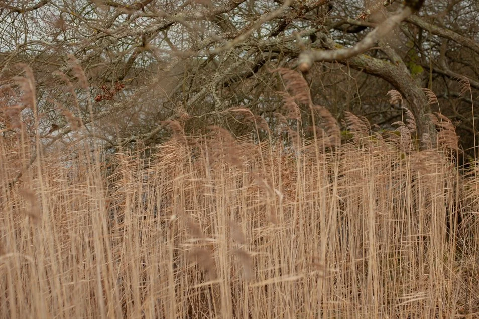 frensham-6267.jpg