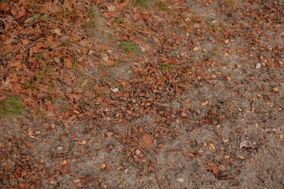 frensham-6263.jpg