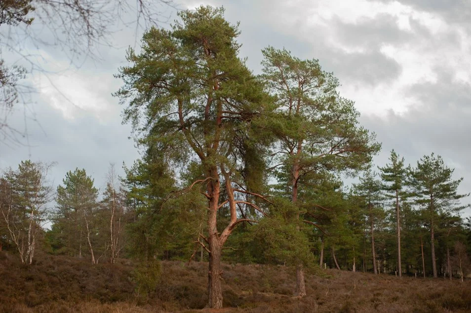 frensham-6284.jpg