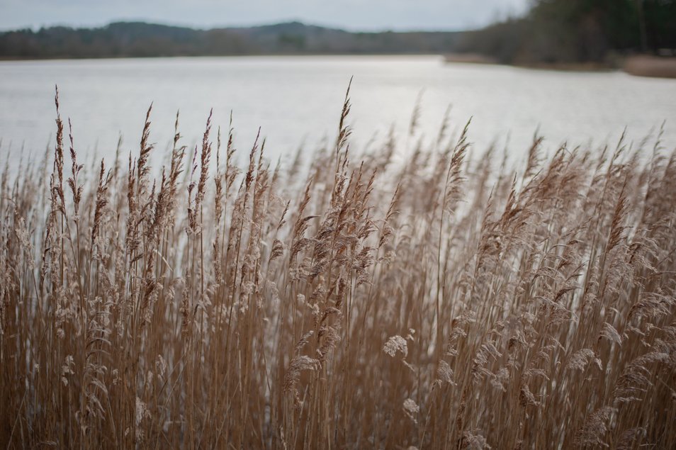 Walks, Frensham Little Pond, Surrey.