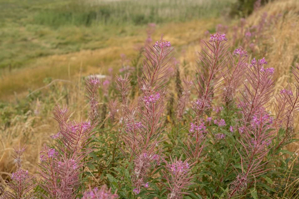 halehead-0113.jpg