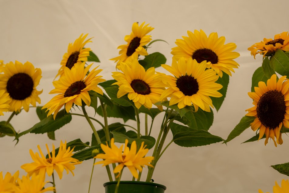 southportflowershow-0228.jpg