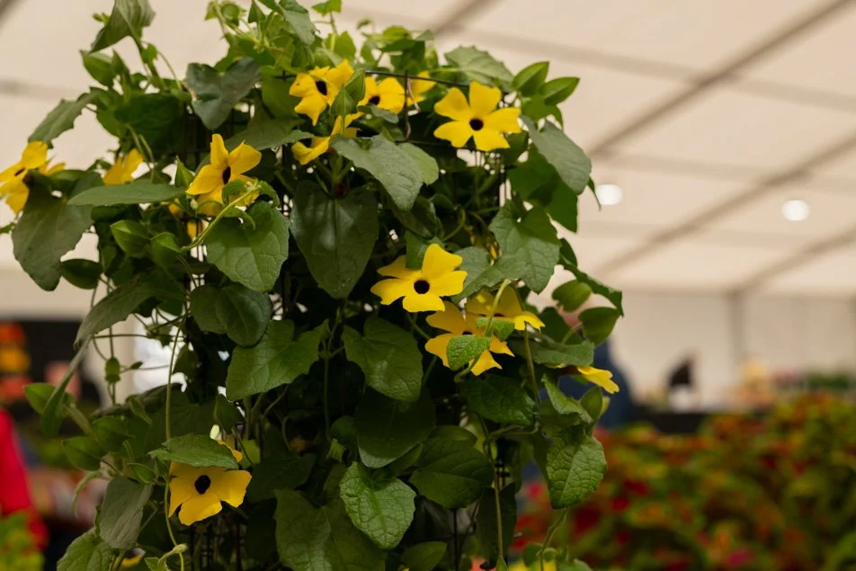 southportflowershow-0231.jpg