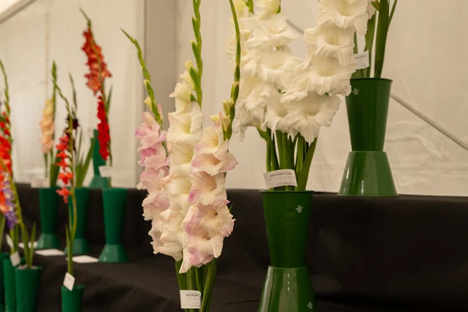 southportflowershow-0234.jpg