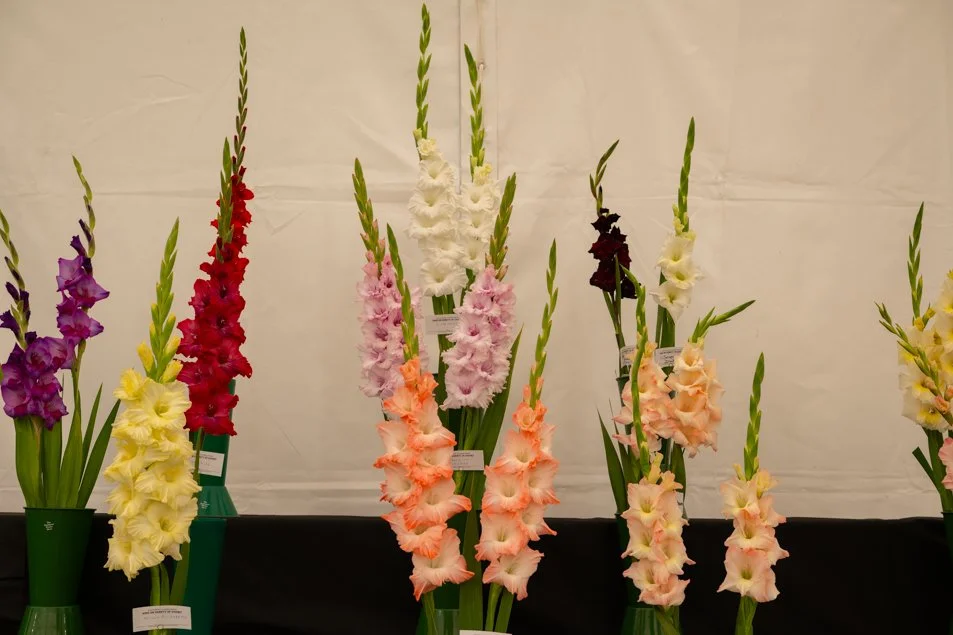 southportflowershow-0235.jpg