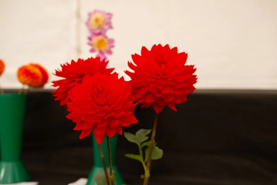 southportflowershow-0236.jpg