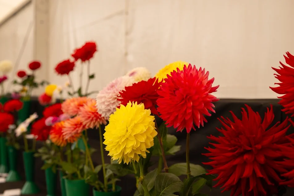 southportflowershow-0238.jpg